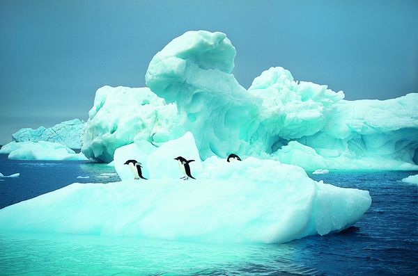 企鹅世界图片-动物图 冰山 南极 寒冷,饮食水果