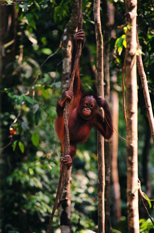猴也疯狂图片-动物图 小猴子 适者生存 爬树,饮