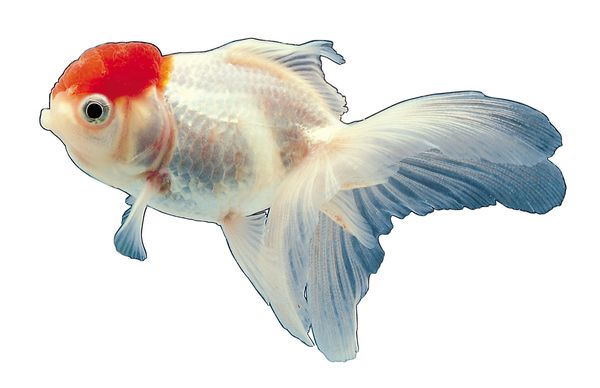 多彩鱼图片-动物图 金鱼类 红顶金鱼 白尾巴,饮