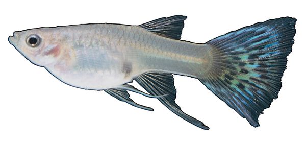 多彩鱼图片-动物图尾鳍鲷鱼图画,饮食水果,多彩