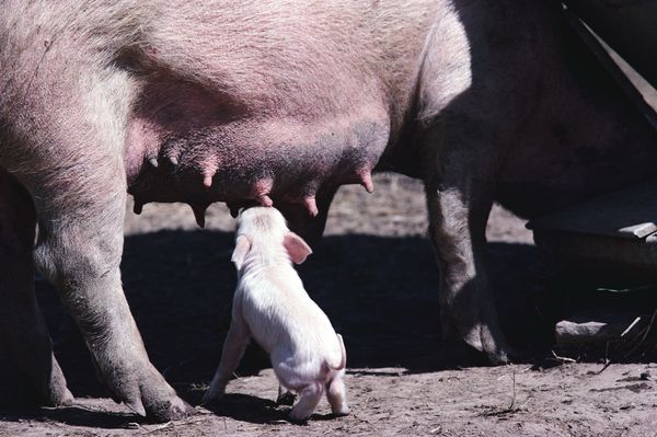 农场牧畜图片-动物图母猪喂奶奶头,动物,农场牧