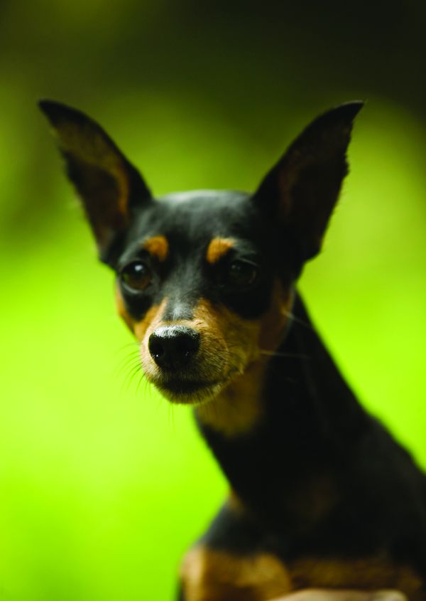 名贵犬图片-动物图 狗头 特征 长相,动物,名贵犬