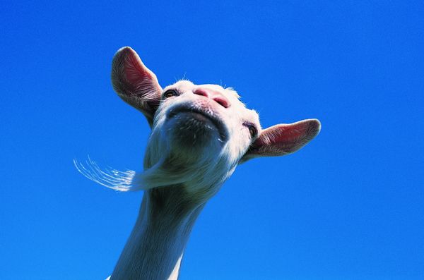 农场记趣图片-动物图 山羊 白色 胡子,动物,农场记趣