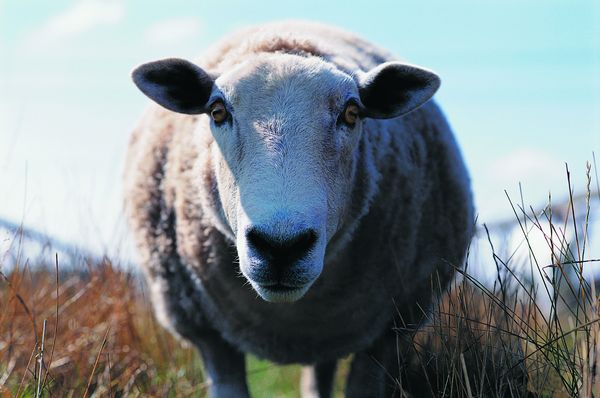 农场记趣图片-动物图 绵羊 肥胖 草丛,动物,农场