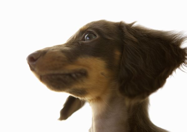 宠物狗图片-动物图 狗头 写真 注视,动物,宠物狗