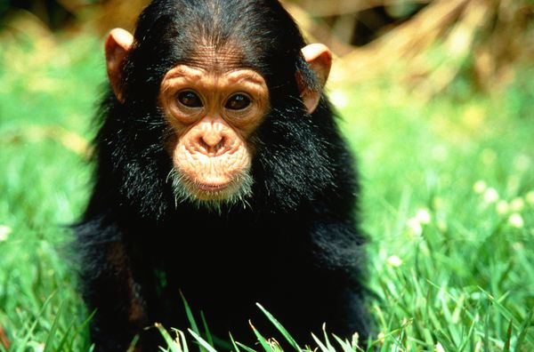 动物世界图片-动物图 猩猩 垂头 沉思状,动物,动