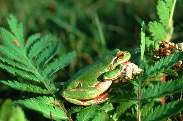 动物世界图片-动物图 动物摄影 益虫 青蛙,动物,动物世界