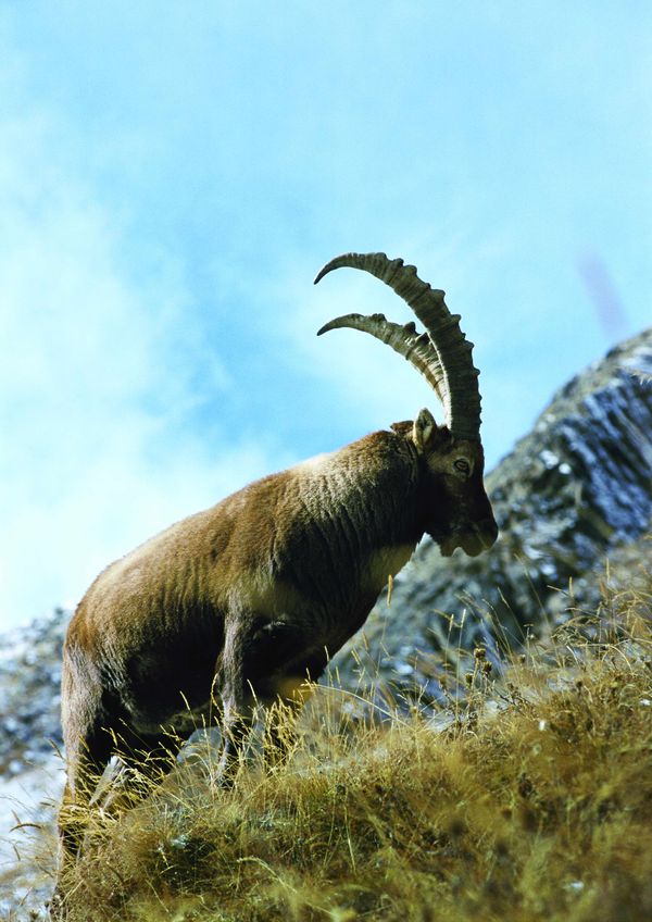 动物世界图片-动物图 羚羊 羊角 药材,动物,动物