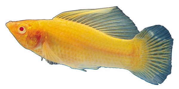 洋鱼图片-综合图 海洋鱼 黄色 鱼鳍,综合,海洋鱼类
