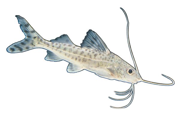 海洋鱼图片-综合图 带鱼 胡须 形状,综合,海洋鱼