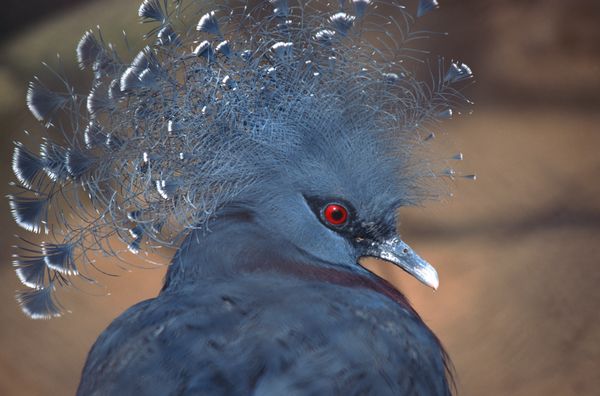 动物世界图片-动物图 鸟类 羽毛 尖嘴